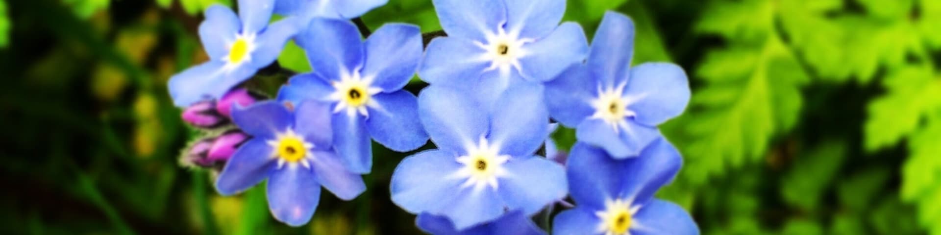 Spring flowers in springtime #springfun