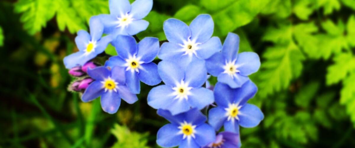 A cluster of blue flowers with yellow centers surrounded by green foliage.