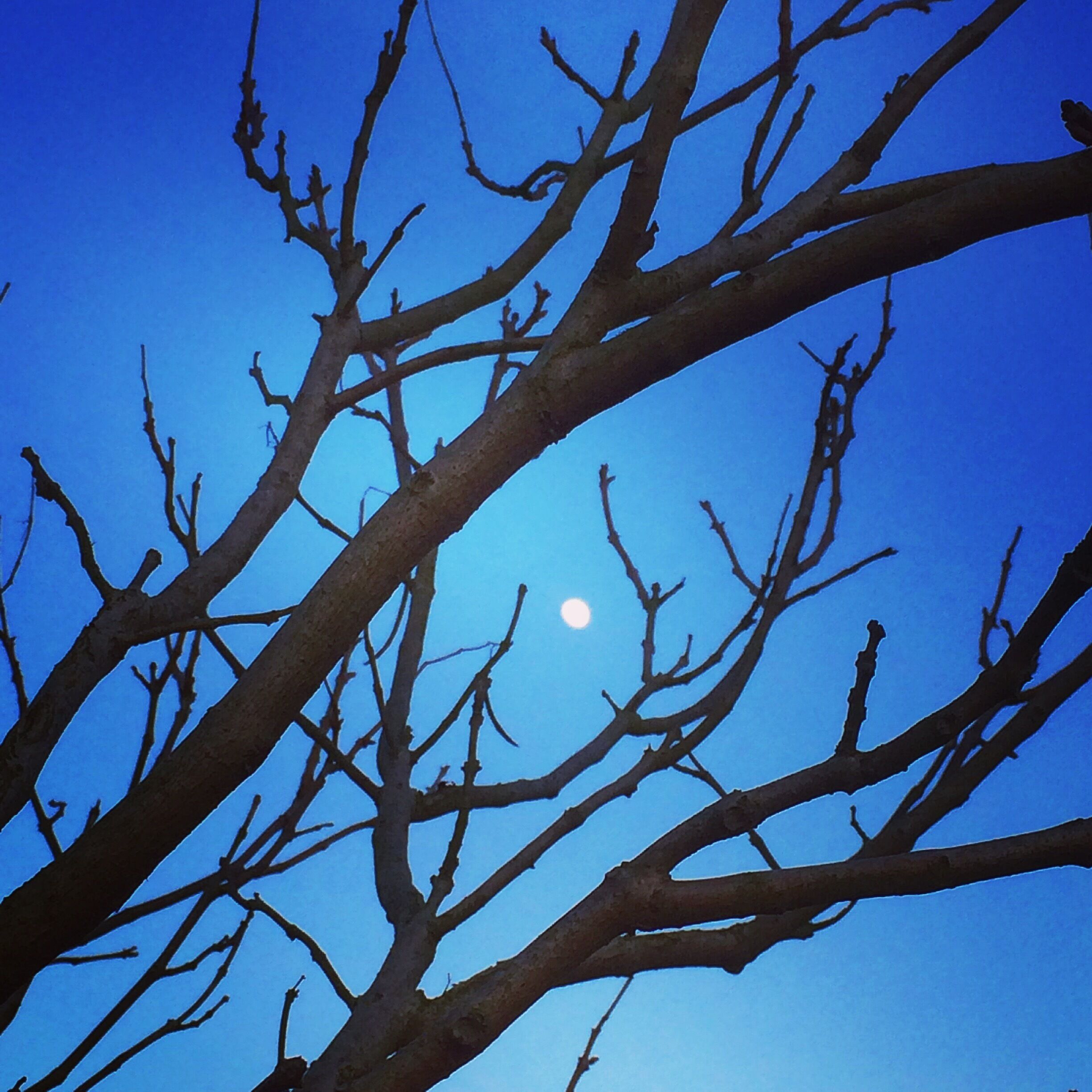 The moon peeking through the trees at dusk #springfun