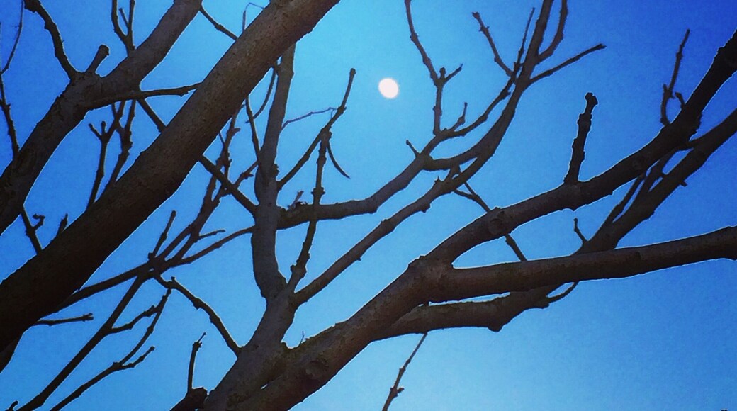The moon peeking through the trees at dusk #springfun