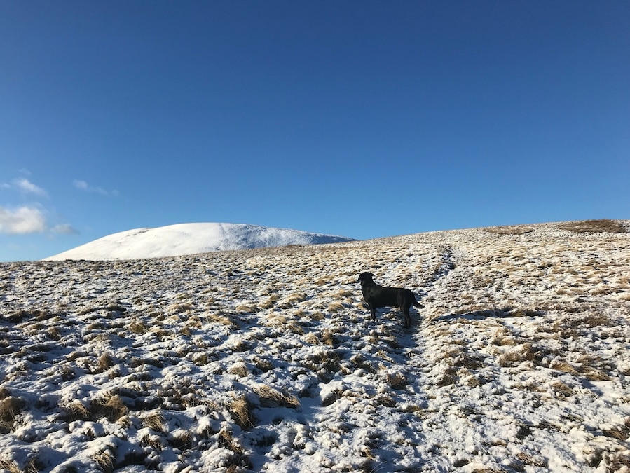 The Calf Howgill Fells Iphone 7