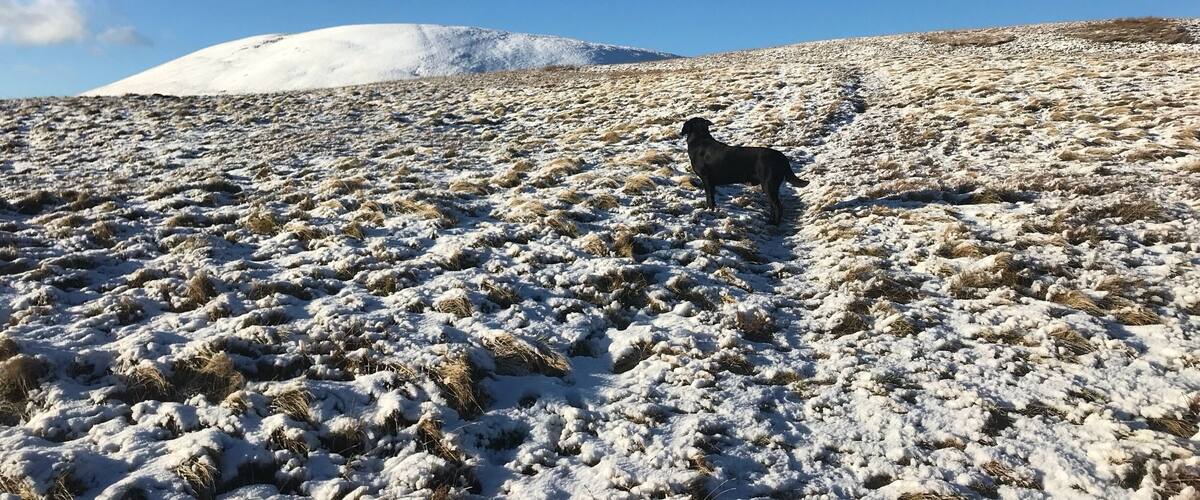 A dog on a snowy hillside with a clear blue sky.