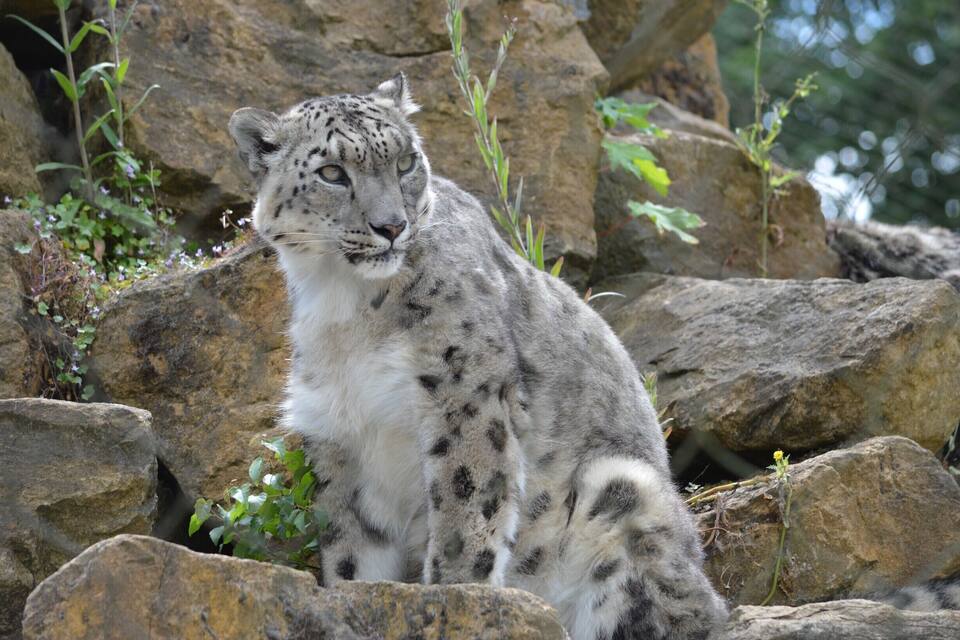 A snow leopard sitting on rocks surrounded by greenery.