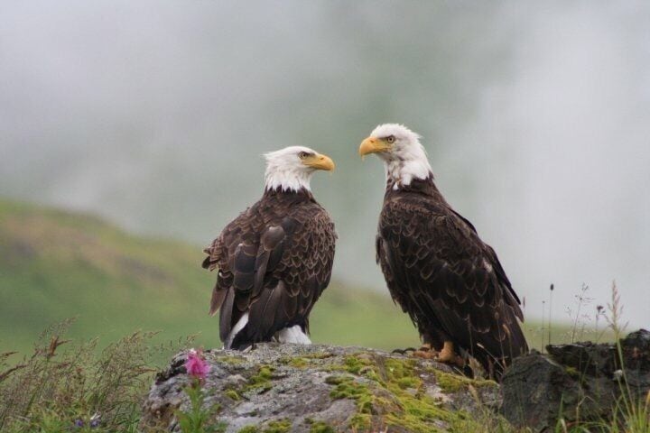 Two bald eagles perched on a rock with a grassy background.
