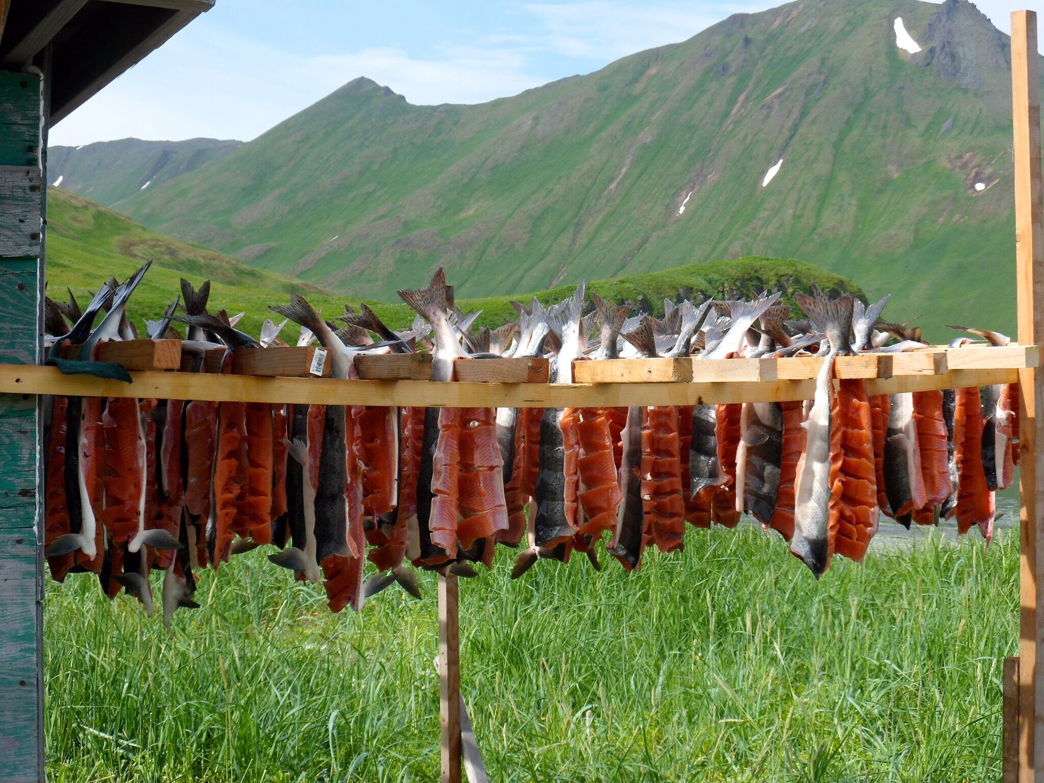Fresh salmon set out to dry by Native Alaskans carrying on their cultural practices.