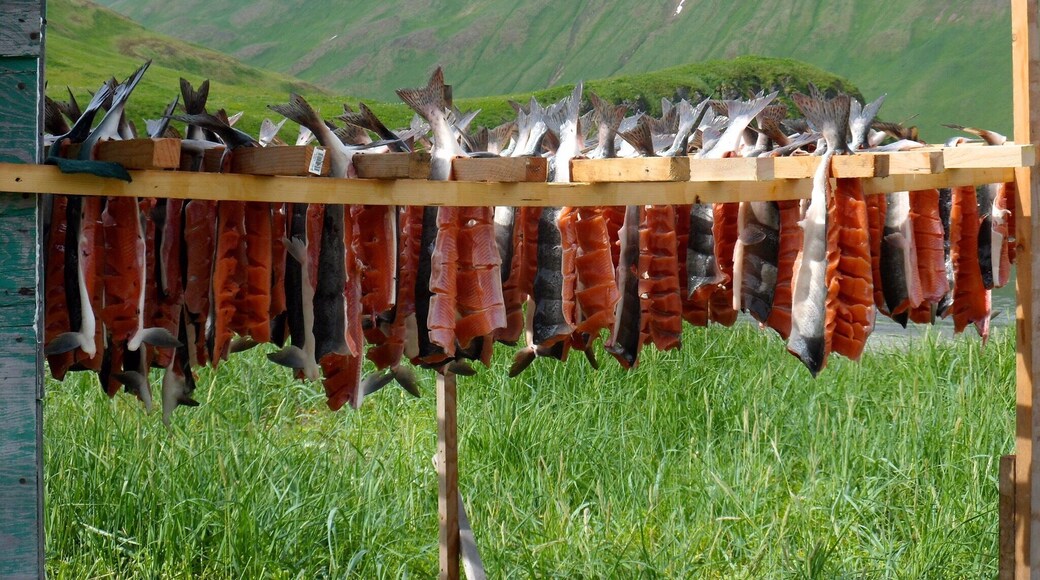 Fresh salmon set out to dry by Native Alaskans carrying on their cultural practices.