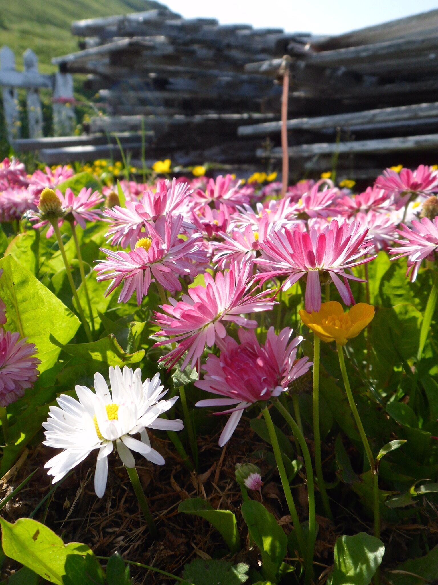 Amazing how beautiful the flowers are in Alaska.