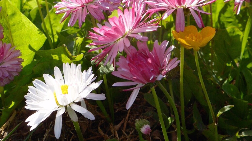 Amazing how beautiful the flowers are in Alaska.