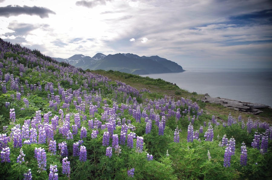 Lupine on Unalaska Island. Unalaska is the largest city of the Aleutian Islands. It's located on Unalaska Island and neighboring Amaknak Island in the Aleutian Islands off mainland Alaska. The Unangan people were the first to inhabit the island of Unalaska and named it "Ounalashka", meaning "near the peninsula".  #BVStrove