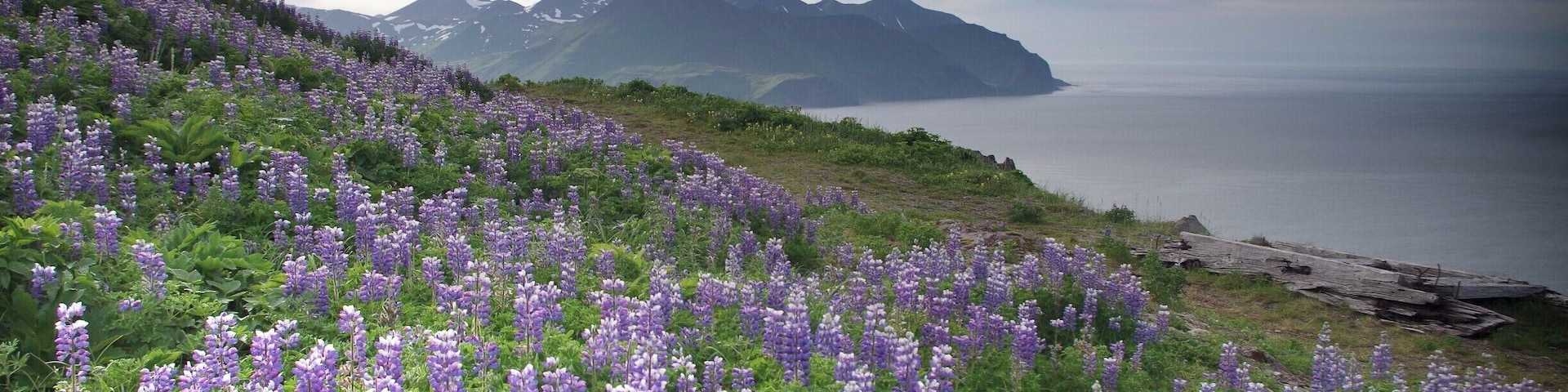 Lupine on Unalaska Island. Unalaska is the largest city of the Aleutian Islands. It's located on Unalaska Island and neighboring Amaknak Island in the Aleutian Islands off mainland Alaska. The Unangan people were the first to inhabit the island of Unalaska and named it "Ounalashka", meaning "near the peninsula".  #BVStrove