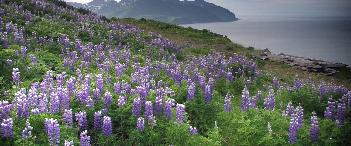 A field of purple lupine flowers with a mountain range and a body of water in the background.