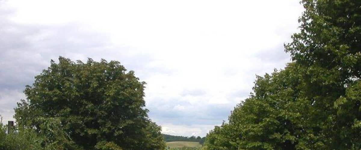 A rural road flanked by trees and a grassy field.