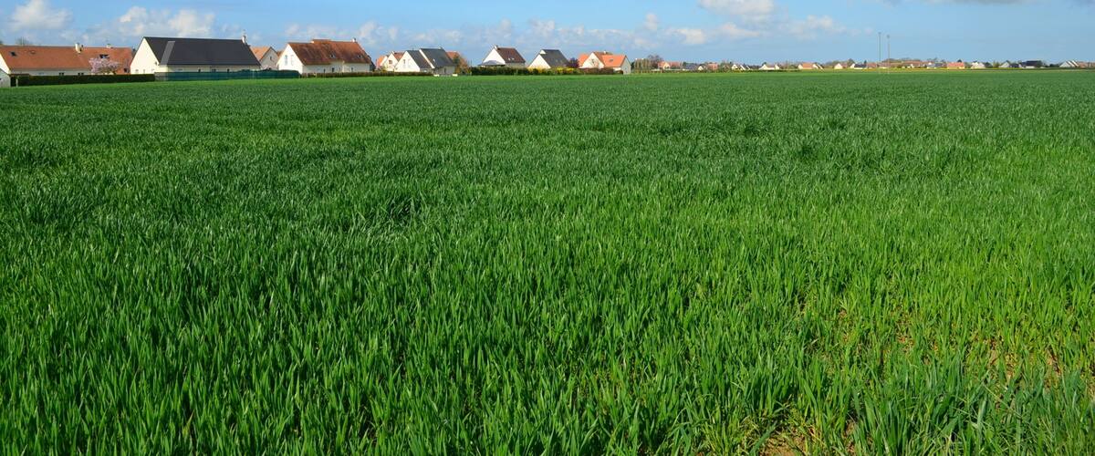 A green field with a row of houses in the background.