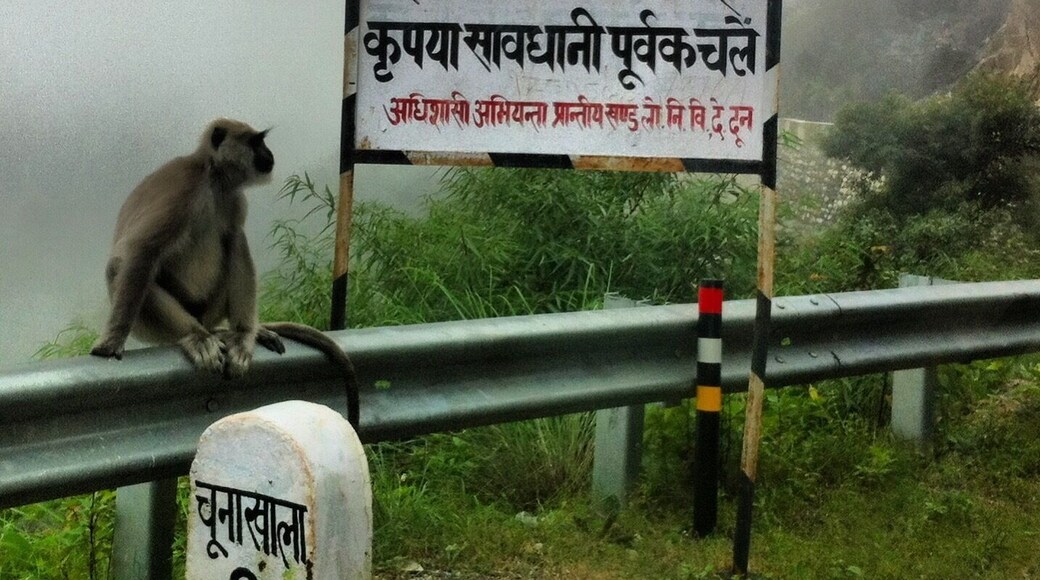 The windy road from The Woodstock School to Dehradun. A majestic place with incredible views.