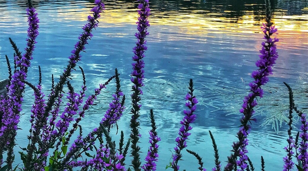 There seems to be no region in Paris that isn’t passed by the Siene river. If you need a less crowded spot to spend or walk by the river, do visit a suburb. This is perfect spot for a picnic over the weekend to relax or explore just like a local. For me, Poissy is just apt because this place has infinitive perspectives to admire the beauty of the sunset over the river.
#shotoniphone #walkingbytheriver #sieneriver #paris #LikeALocal