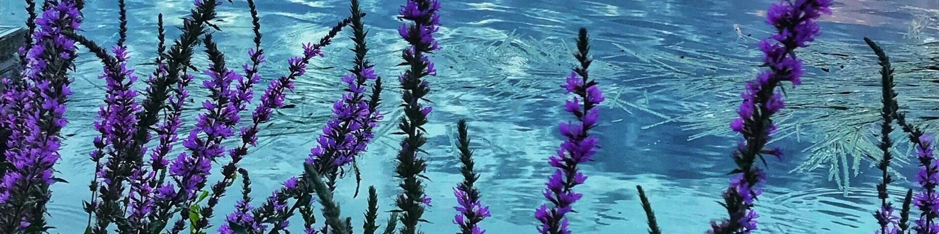 There seems to be no region in Paris that isn’t passed by the Siene river. If you need a less crowded spot to spend or walk by the river, do visit a suburb. This is perfect spot for a picnic over the weekend to relax or explore just like a local. For me, Poissy is just apt because this place has infinitive perspectives to admire the beauty of the sunset over the river.
#shotoniphone #walkingbytheriver #sieneriver #paris #LikeALocal