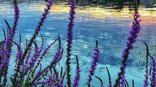 There seems to be no region in Paris that isn’t passed by the Siene river. If you need a less crowded spot to spend or walk by the river, do visit a suburb. This is perfect spot for a picnic over the weekend to relax or explore just like a local. For me, Poissy is just apt because this place has infinitive perspectives to admire the beauty of the sunset over the river.
#shotoniphone #walkingbytheriver #sieneriver #paris #LikeALocal