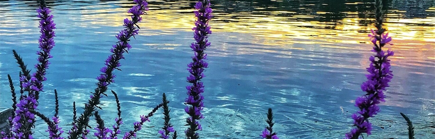 There seems to be no region in Paris that isn’t passed by the Siene river. If you need a less crowded spot to spend or walk by the river, do visit a suburb. This is perfect spot for a picnic over the weekend to relax or explore just like a local. For me, Poissy is just apt because this place has infinitive perspectives to admire the beauty of the sunset over the river.
#shotoniphone #walkingbytheriver #sieneriver #paris #LikeALocal