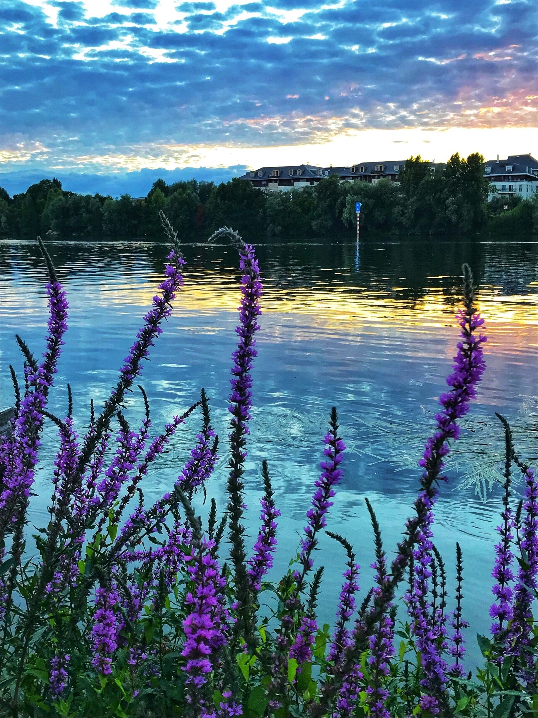 A lake with purple flowers in the foreground and houses in the background.