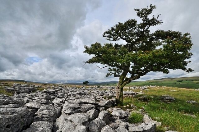 A lone tree on rocky terrain with a cloudy sky.