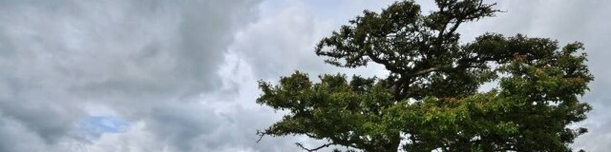 Ein einzelner Baum auf felsigem Gelände unter bewölktem Himmel.