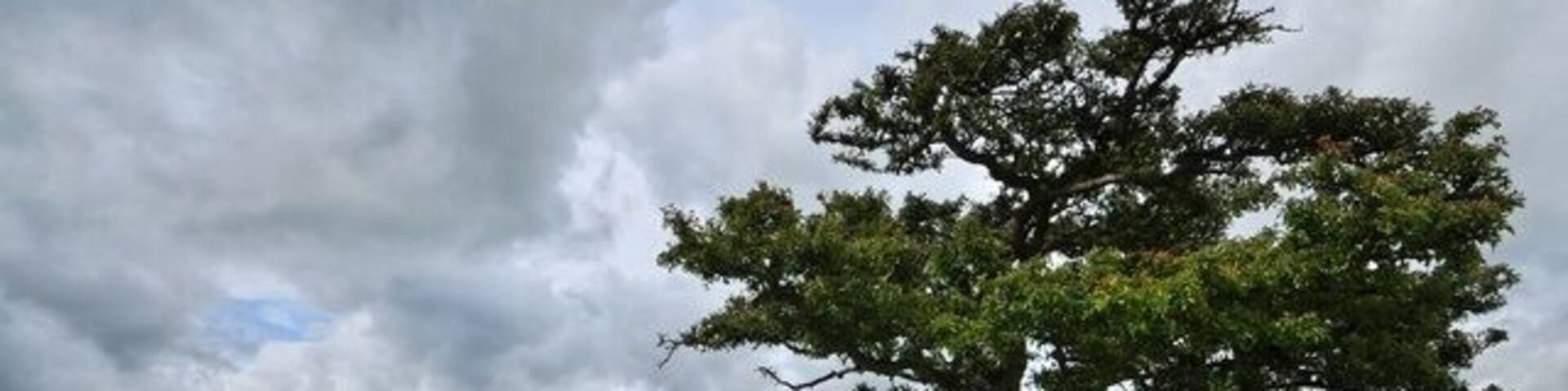 A lone tree on rocky terrain with a cloudy sky.
