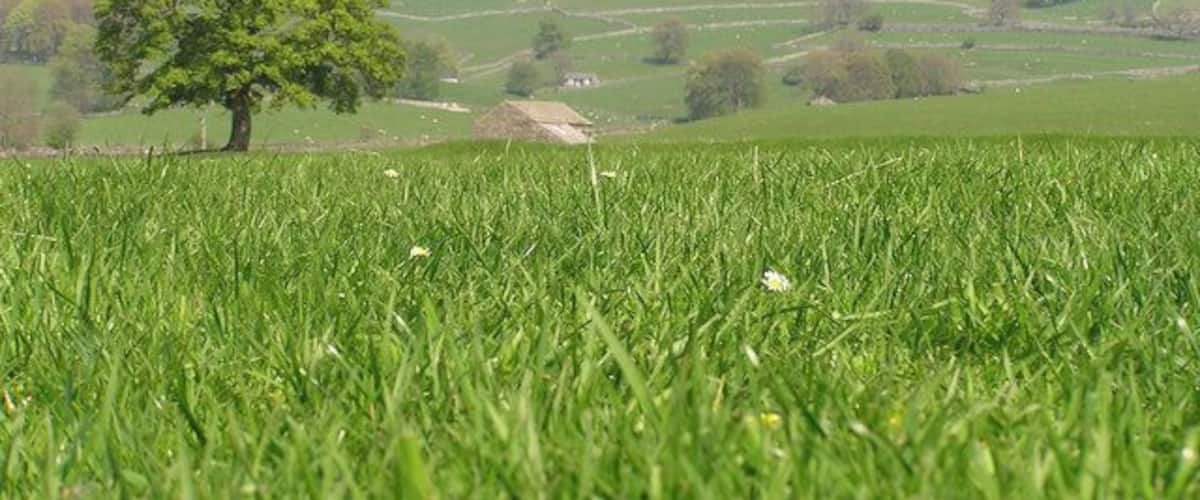 Pen y Ghent from Crooks. Taken on 1st May 2005 from Crooks. The footpath crossing this area of land is part of the Millennium Walk, a pleasant circular riverside walk from Horton crossing the River Ribble on the Tay Bridge.