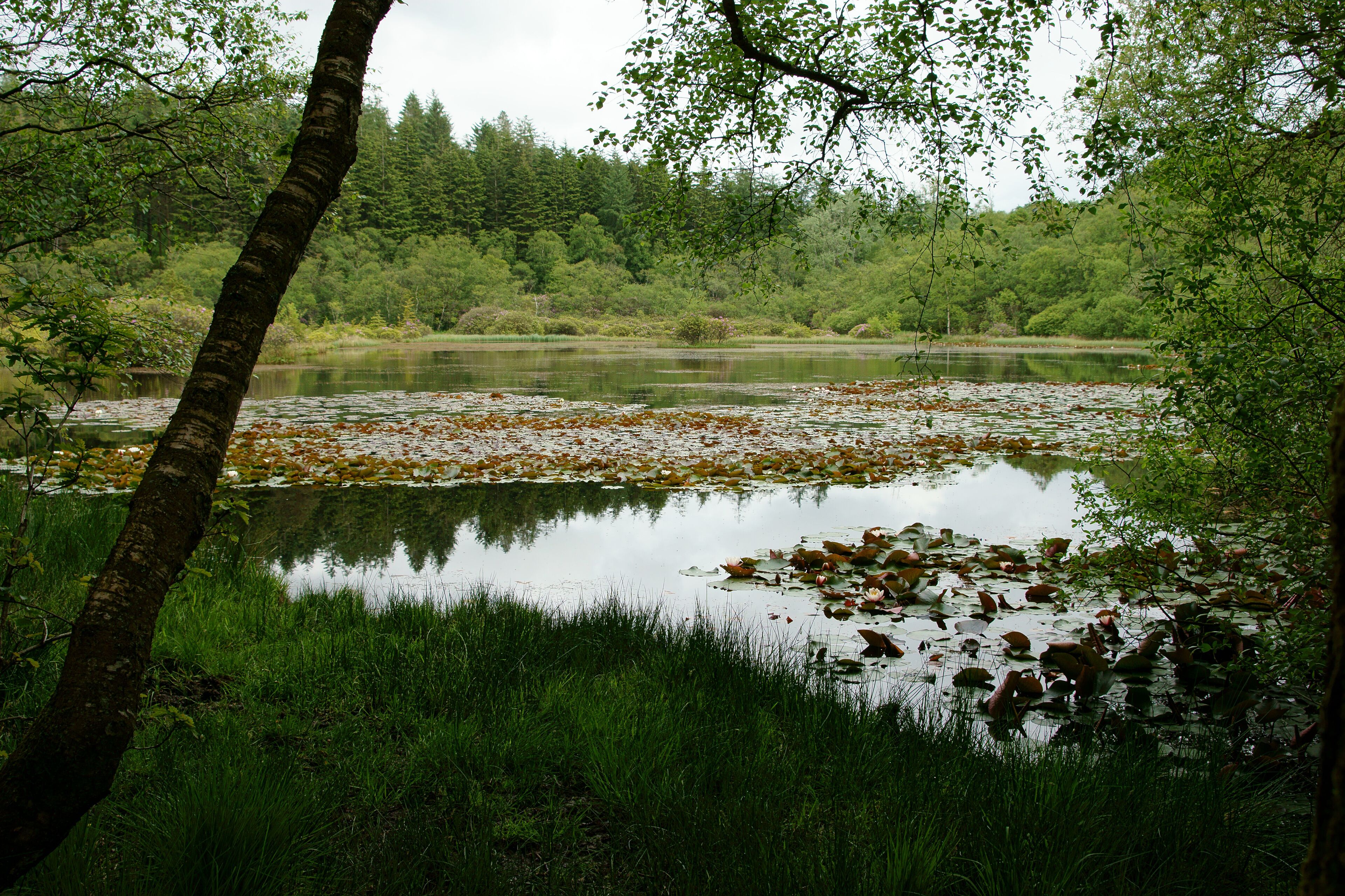 Parkgate Tarn near Santon Bridge, Lake District Cumbria England