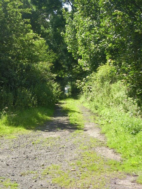 Track The track to North Charlton from Charlton Hall and Doxford farm at the junction of the two tracks next to one of the lodges of Charlton Hall.