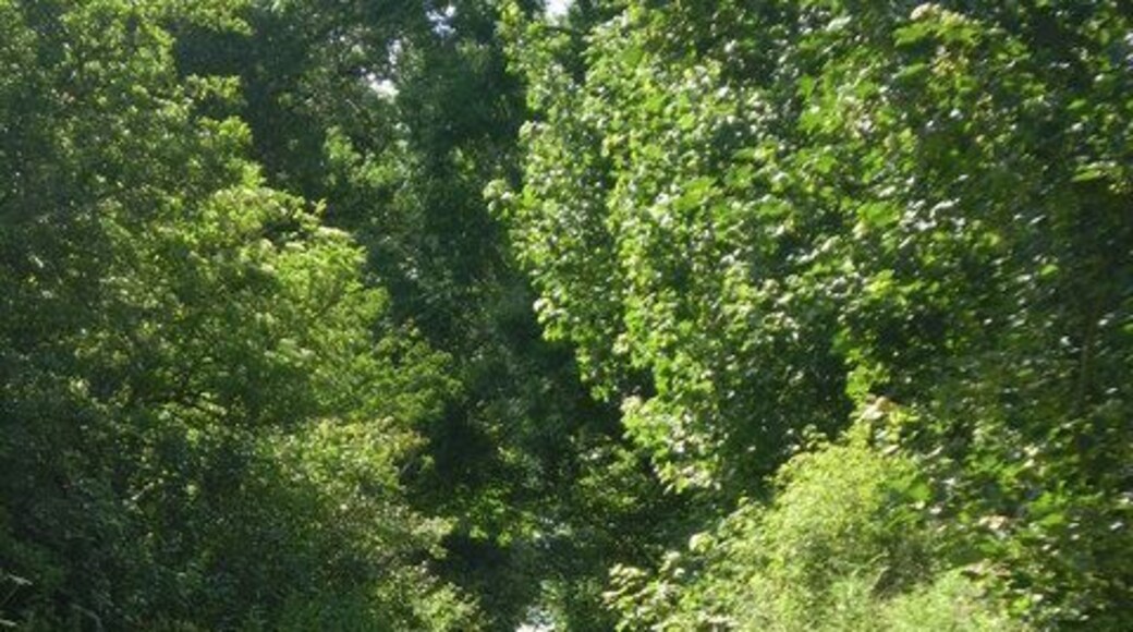 Track The track to North Charlton from Charlton Hall and Doxford farm at the junction of the two tracks next to one of the lodges of Charlton Hall.