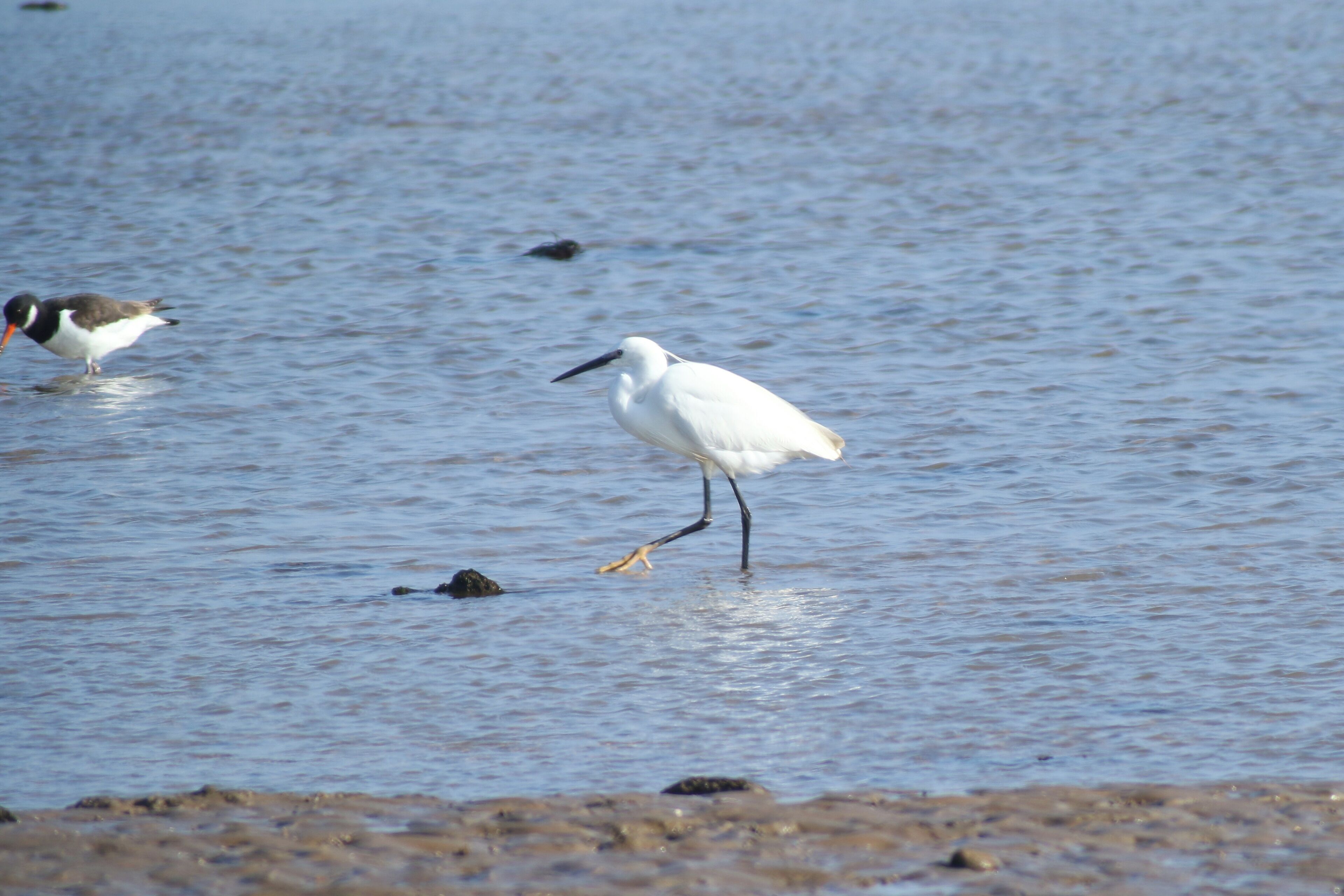 Egretta garzetta (Linnaeus, 1766), Little Egret, The Naze, Walton-on-the-Naze, Essex, 2 April 2017