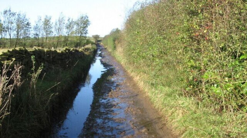 Primrose Lane near Castle Edge Farm