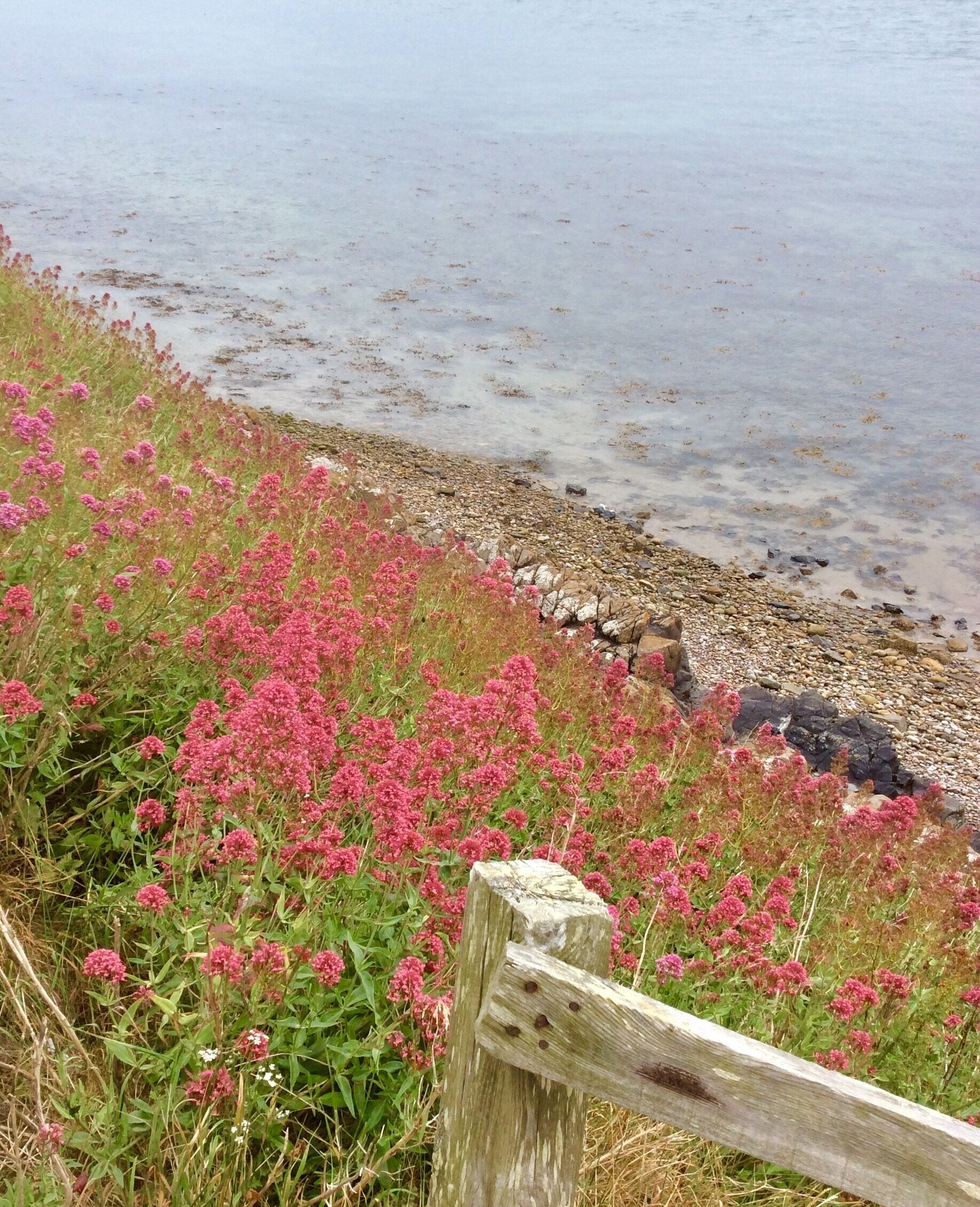 Natural beauty on Holy Island