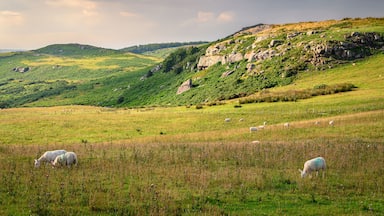 Sheep below Raven's Crag. Raven's Crag and Bowden Doors are two crag rock formations in north Northumberland in North East England, near Belford, designated as a SSSI and are popular with rock climber