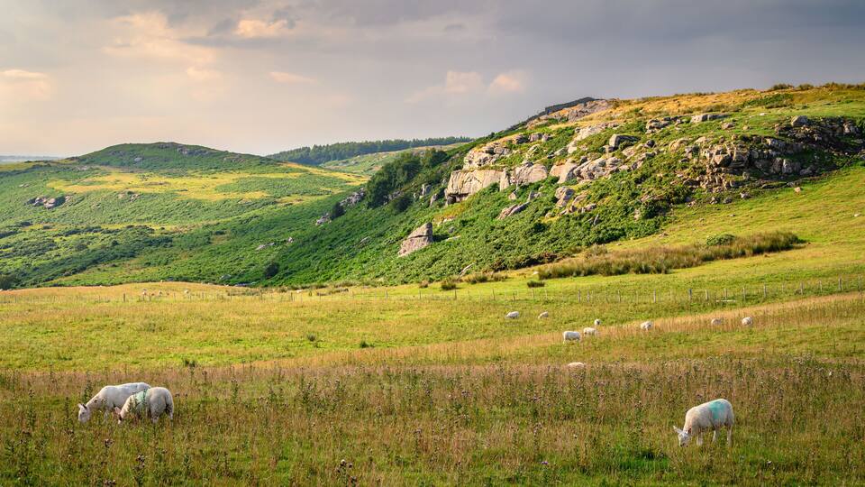 A green hillside with sheep grazing and rocky cliffs in the background.