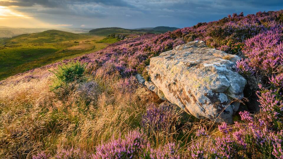 A rocky hillside with purple heather and green grass under a cloudy sky.