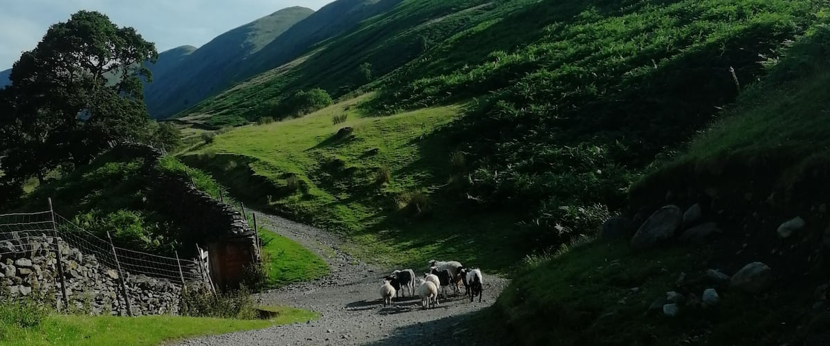 A gravel road winding through a green valley with sheep grazing.