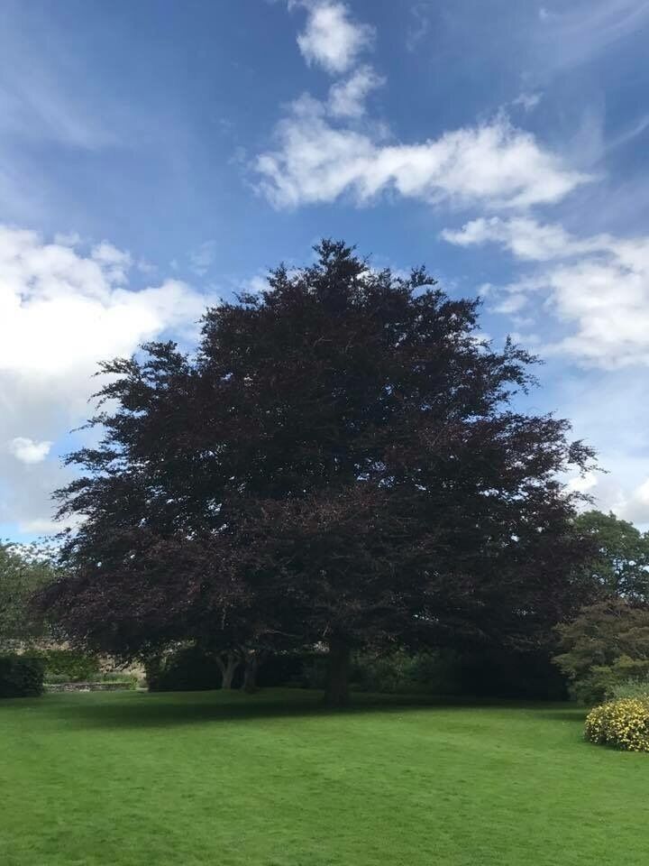 Falkland Palace and Gardens, Falkland, Fife, Scotland 🏴󠁧󠁢󠁳󠁣󠁴󠁿 is today under stewardship of the Marquess of Bute, who delegates most of his duties to The National Trust for Scotland. The village of Falkland has recently been used to film The Outlander tv series and the Palace and surrounding area are historically interesting and beautiful, very much worth a wee visit if you’re in the Kingdom of Fife.