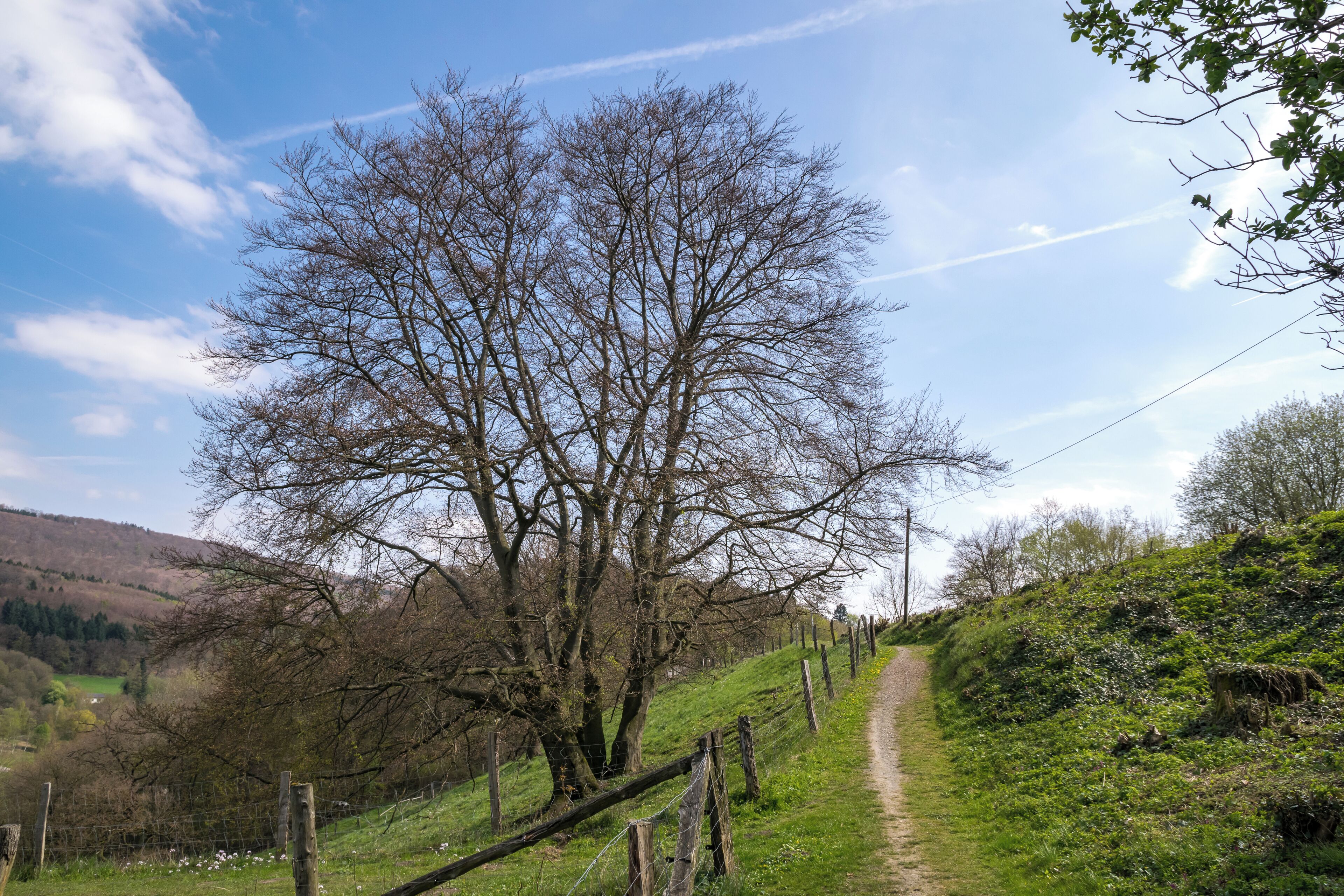Landschaftsschutzgebiet Burgberg nordöstlich von Burg Schwalenberg