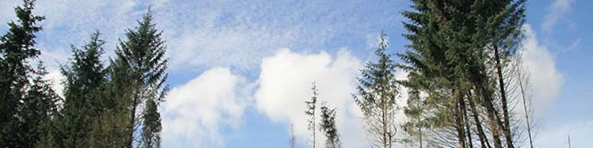 A forest with tall trees and a clear sky.