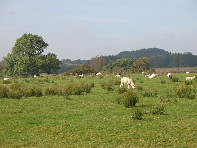 Um campo gramado com ovelhas pastando, uma árvore grande e uma paisagem montanhosa ao fundo.
