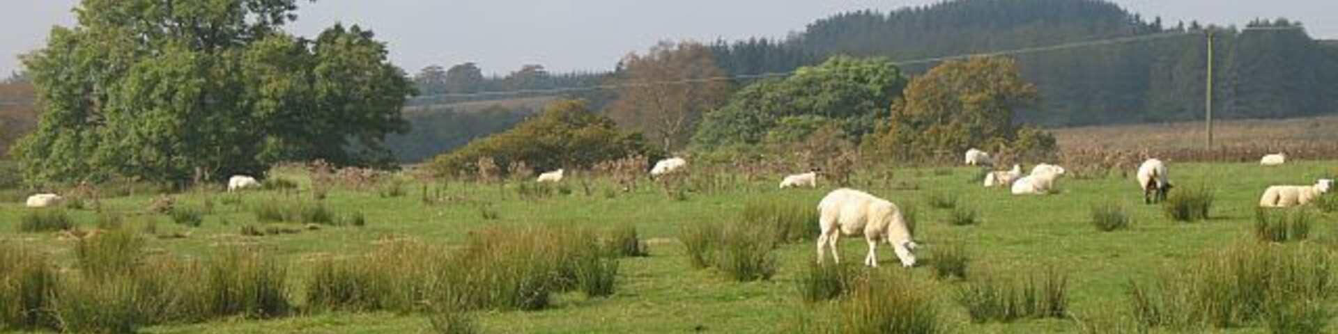 Um campo gramado com ovelhas pastando, uma árvore grande e uma paisagem montanhosa ao fundo.