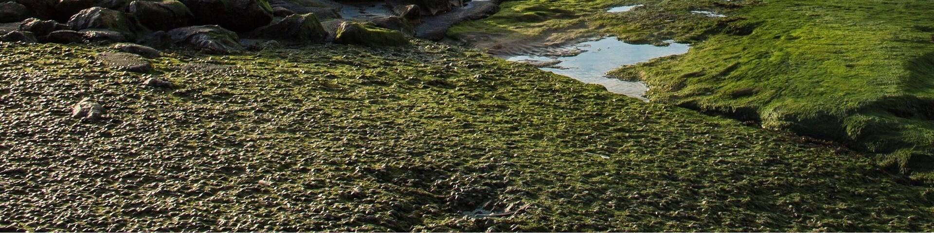 A rocky shoreline with a lighthouse, green algae, and a cloudy sky.