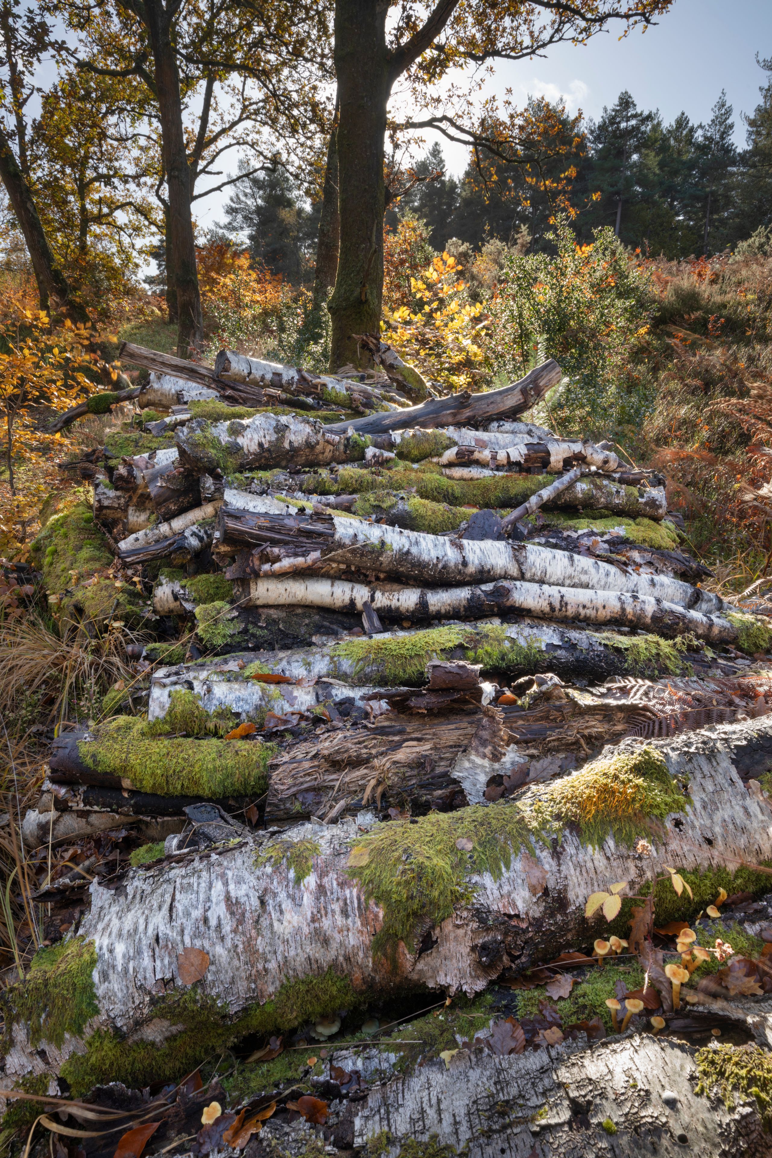 A forest with a fallen tree covered in moss and surrounded by autumn foliage.