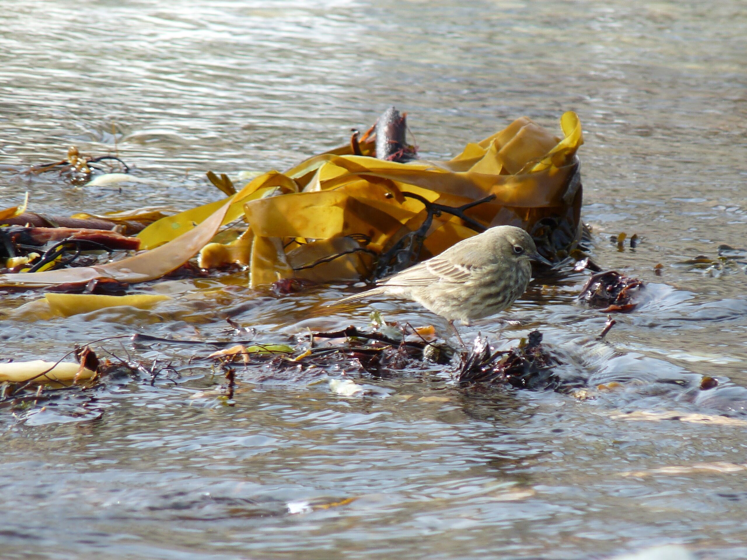 Latin name Anthus petrosus Family Pipits and wagtails (Motacillidae) Overview The rock pipit is a large stocky pipit, larger than a meadow pipit and smaller... Where to see them ... When to see them All year round. What they eat Insects, beetles, small fish, small shellfish and seeds.