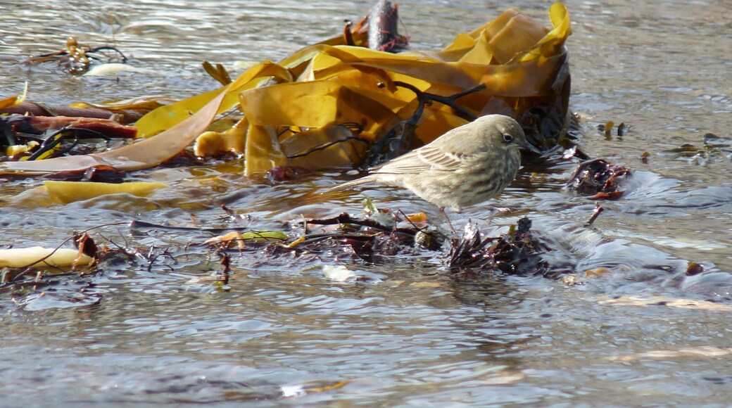 Latin name Anthus petrosus Family Pipits and wagtails (Motacillidae) Overview The rock pipit is a large stocky pipit, larger than a meadow pipit and smaller... Where to see them ... When to see them All year round. What they eat Insects, beetles, small fish, small shellfish and seeds.