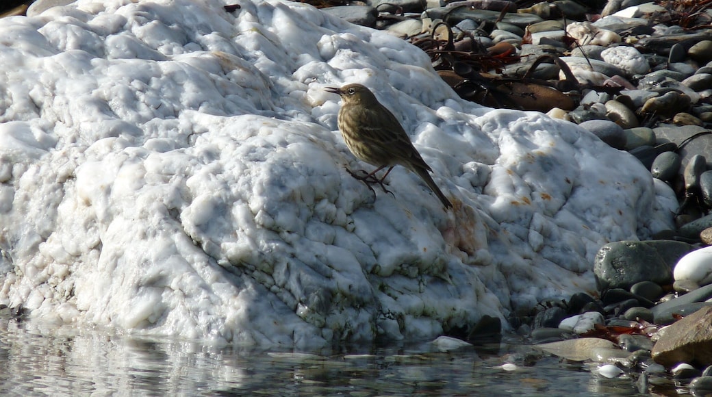 Latin name Anthus petrosus Family Pipits and wagtails (Motacillidae) Overview The rock pipit is a large stocky pipit, larger than a meadow pipit and smaller... Where to see them ... When to see them All year round. What they eat Insects, beetles, small fish, small shellfish and seeds.