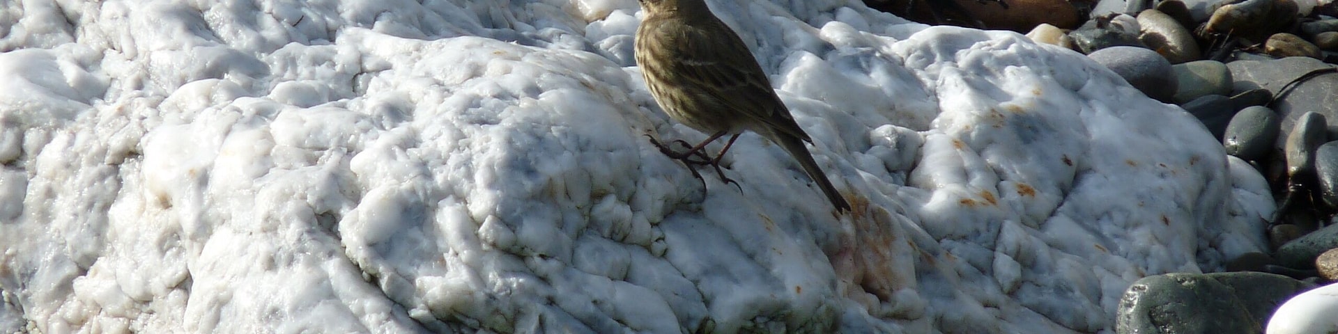 Latin name Anthus petrosus Family Pipits and wagtails (Motacillidae) Overview The rock pipit is a large stocky pipit, larger than a meadow pipit and smaller... Where to see them ... When to see them All year round. What they eat Insects, beetles, small fish, small shellfish and seeds.