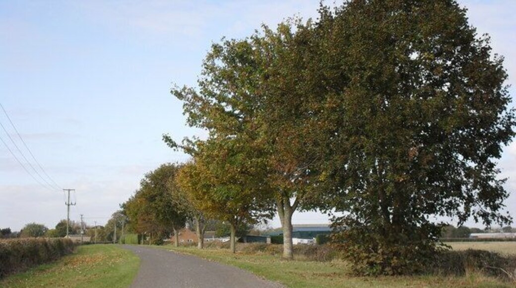 Line of trees beside the road to Cote