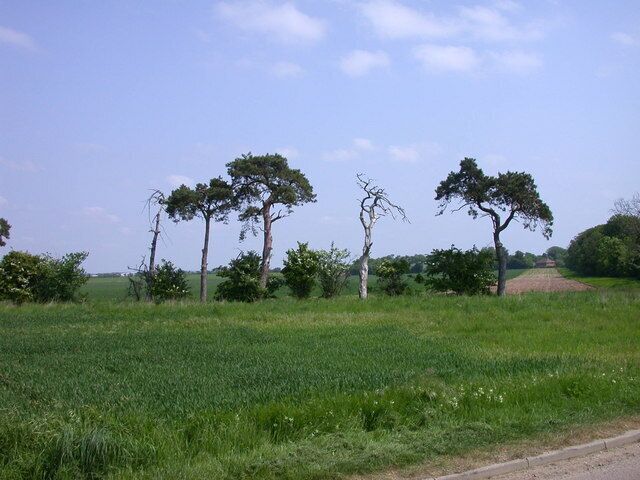Un campo cubierto de hierba con un sendero de tierra y varios árboles.